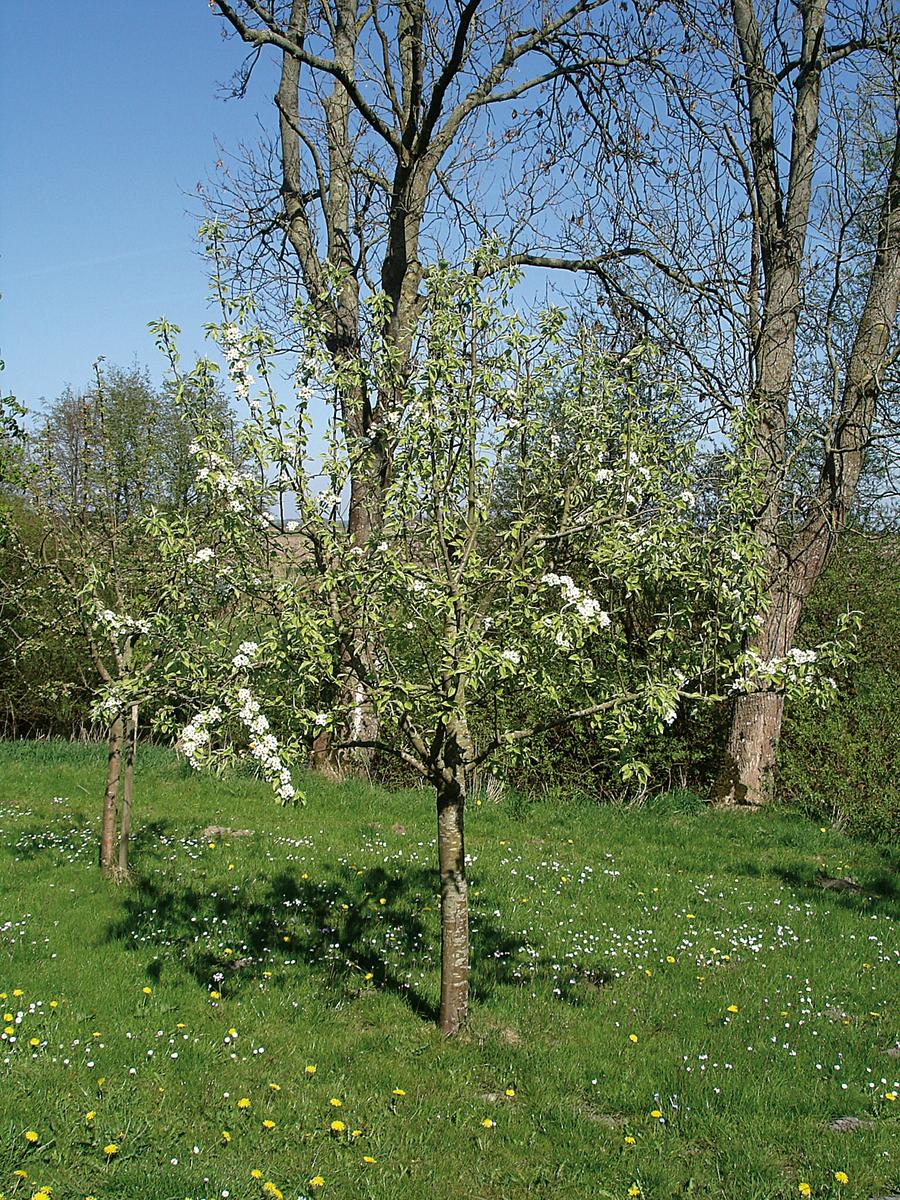 Apfelbaum